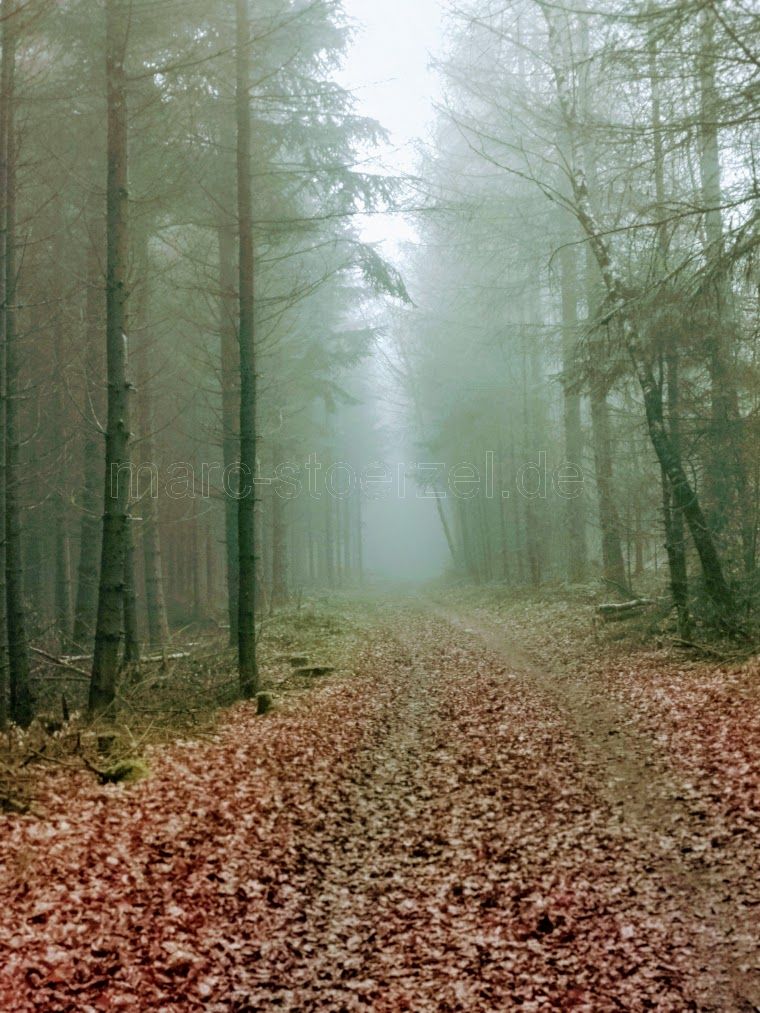 mystischer Wald im Nebel