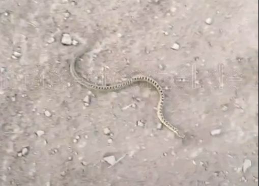 rattlesnake on the way